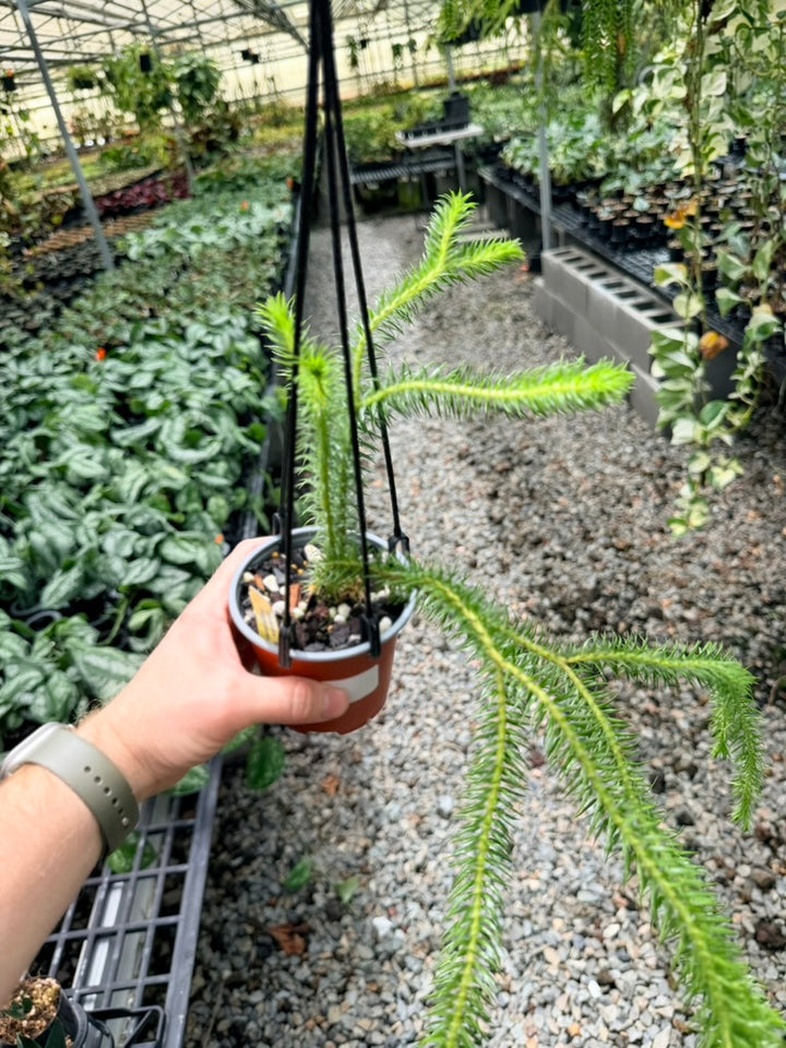 Handpicked #36 - Phlegmariurus squarrosus [Huperzia Squarrosa] - QLD Fine Rock Tassel Fern