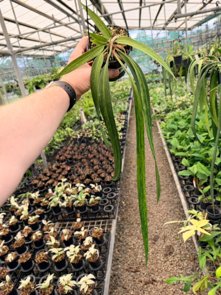 Handpicked #18 - Anthurium Vittariifolium Variegata