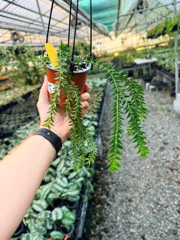 Handpicked #5 - Phlegmariurus Phlegmarioides X Phlegmariurus Ledermannii - Tassel Fern