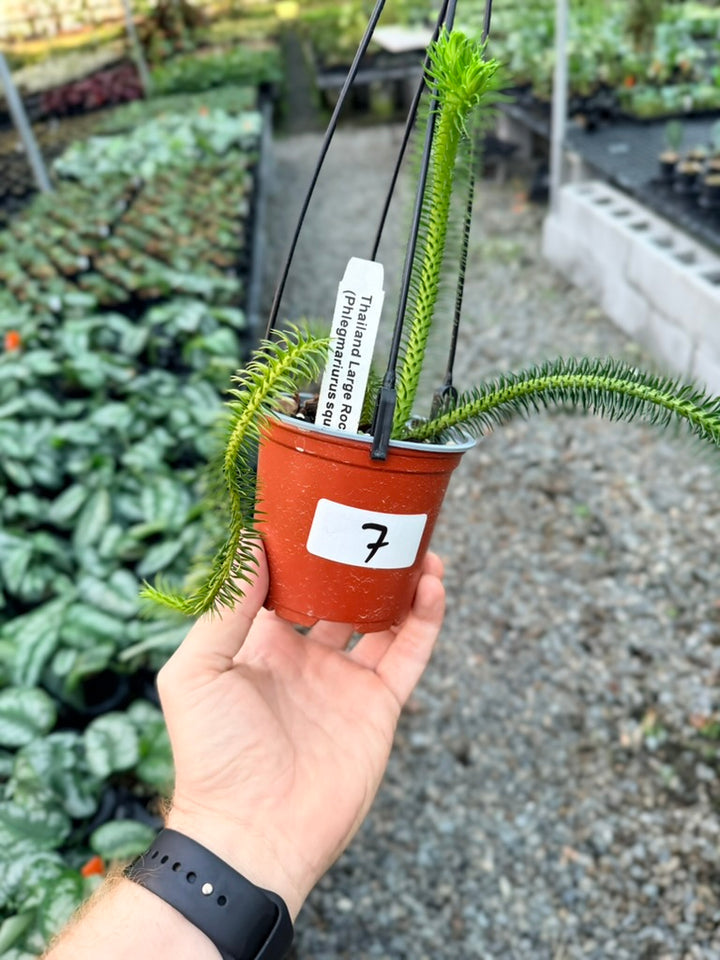 Handpicked #7 - Phlegmariurus squarrosus [Huperzia Squarrosa] - Thailand Large Rock Tassel Fern