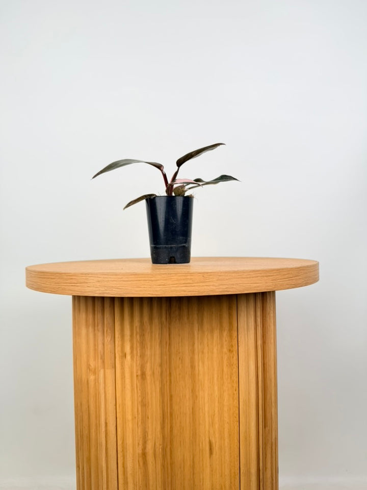 Philodendron Erubescens - Pink Princess Galaxy Marble - Imperfect Foliage