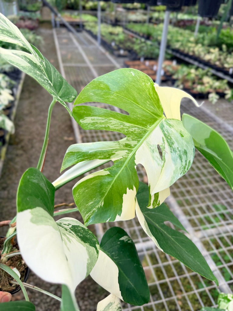 Handpicked #132 - Monstera Deliciosa Borsigiana Variegated Albo