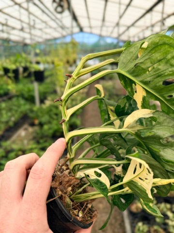 Handpicked #121 - Monstera Adansonii - Monkey Mask - Variegated Albo - Double Planted