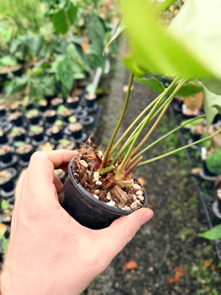 Handpicked #138 - Anthurium Crystallinum - Multi Headed