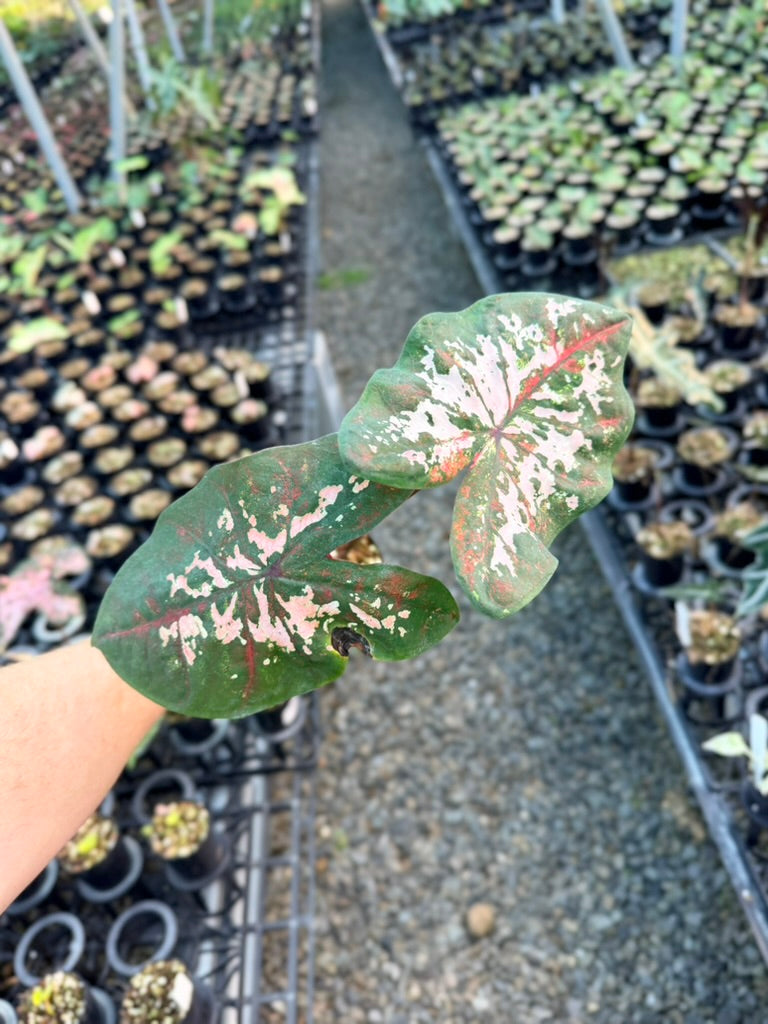 Handpicked #45 - Caladium Bicolor - Apple Blossom