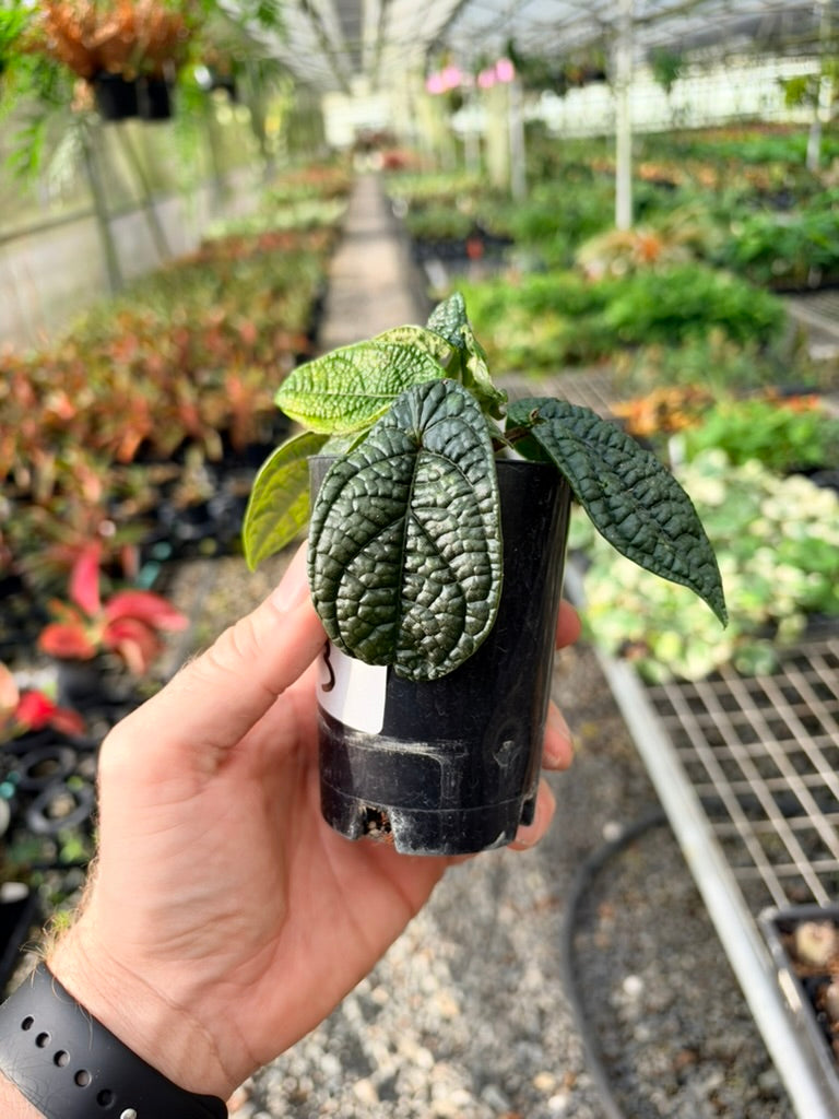 Handpicked #93 - Piper Parmatum