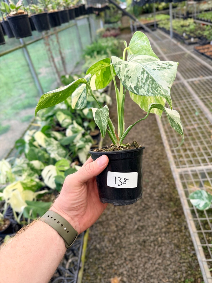 Handpicked #138 - Monstera Deliciosa Borsigiana Variegated Albo