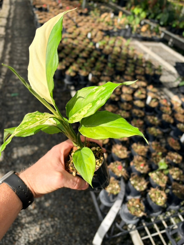 Handpicked #74 - Aglaonema Modestum Variegata