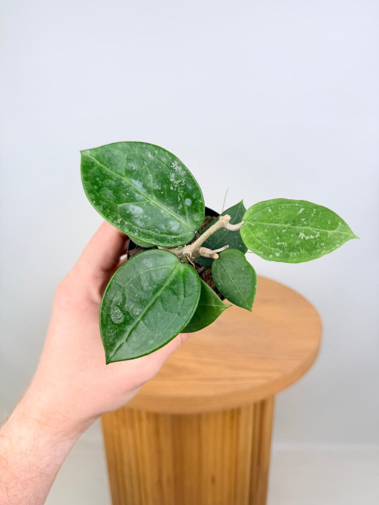 Hoya Parasitica - Heart Leaf