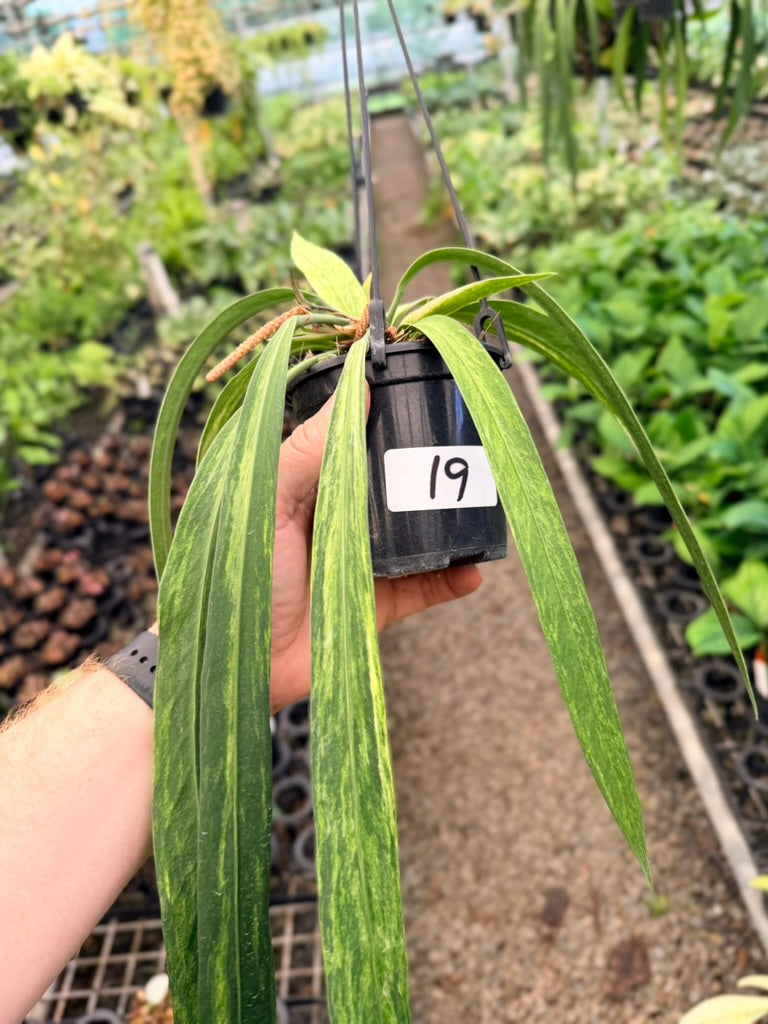 Handpicked #19 - Anthurium Vittariifolium Variegata