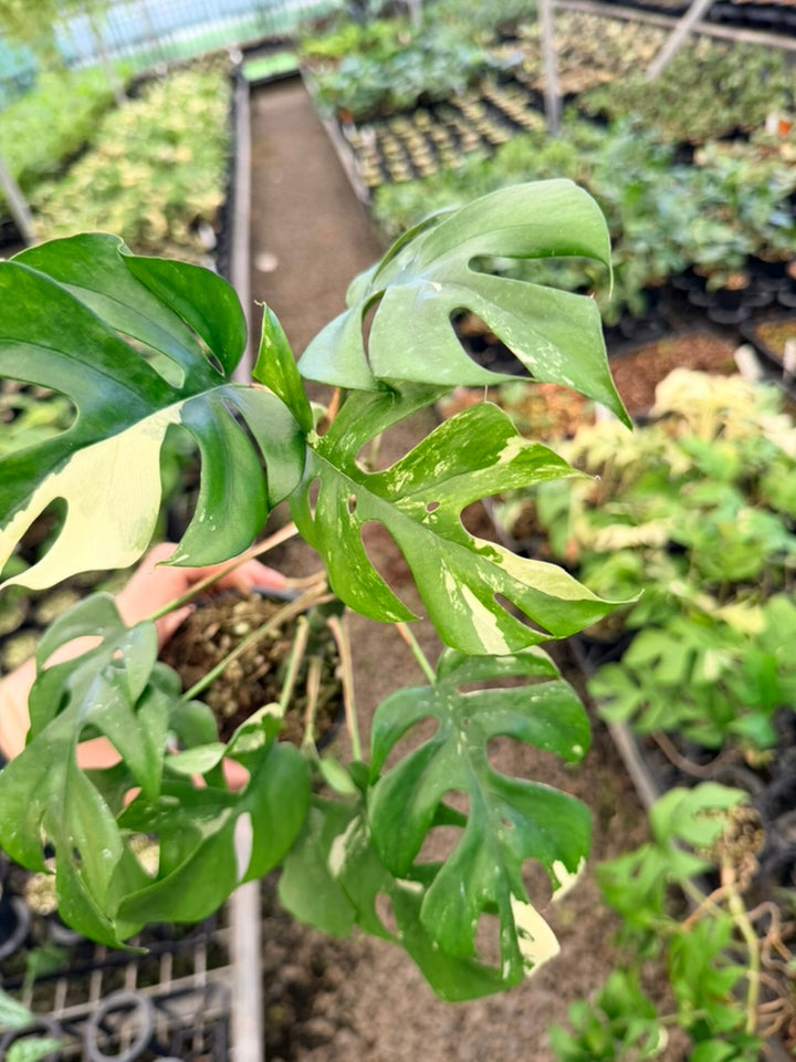 Handpicked #14 -  Rhaphidophora Tetrasperma Variegata Albo