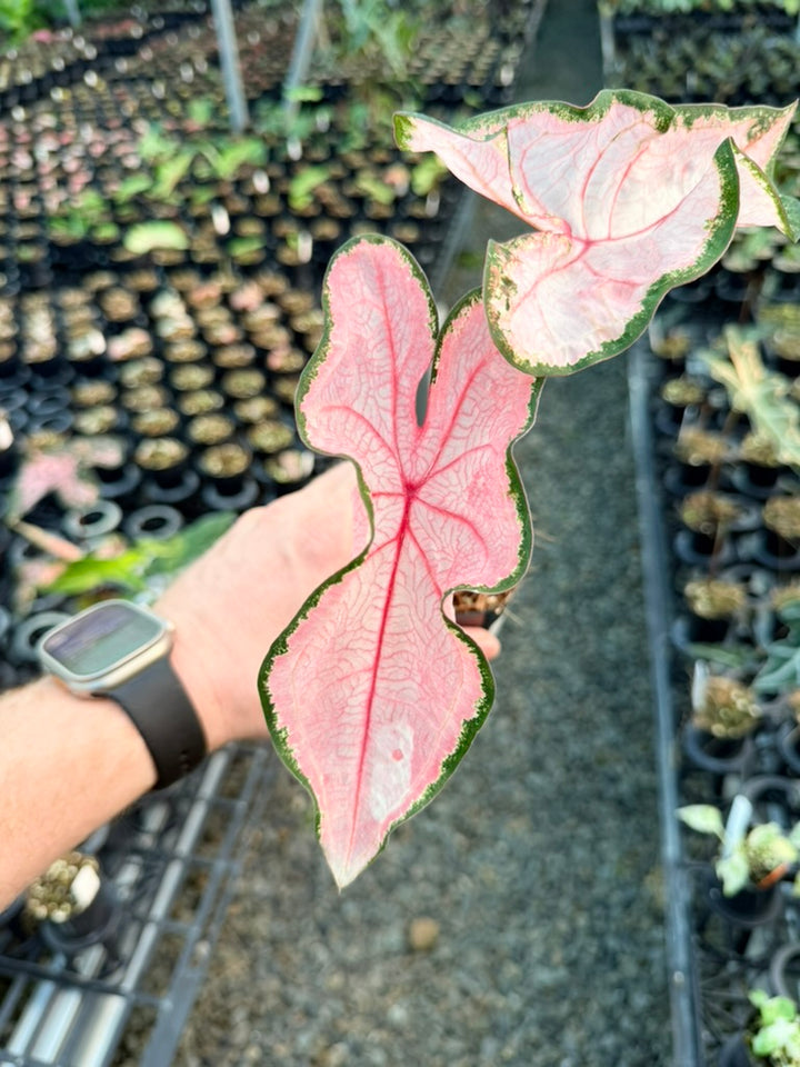 Handpicked #44 - Caladium Bicolor - Apple Blossom