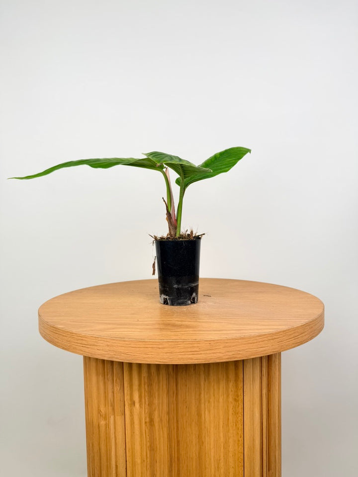 Philodendron Rugapetiolatum