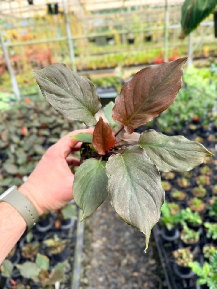 Homalomena Sp. Samrit