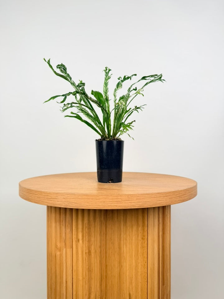 Asplenium Nidus Variegata