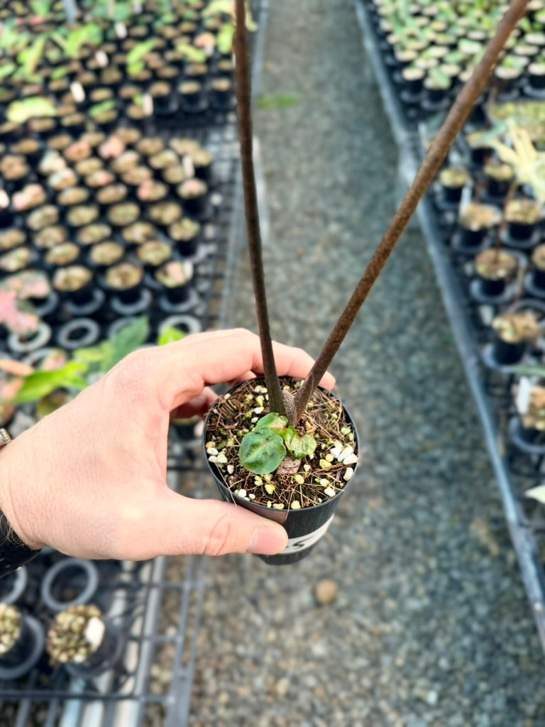 Handpicked #45 - Caladium Bicolor - Apple Blossom