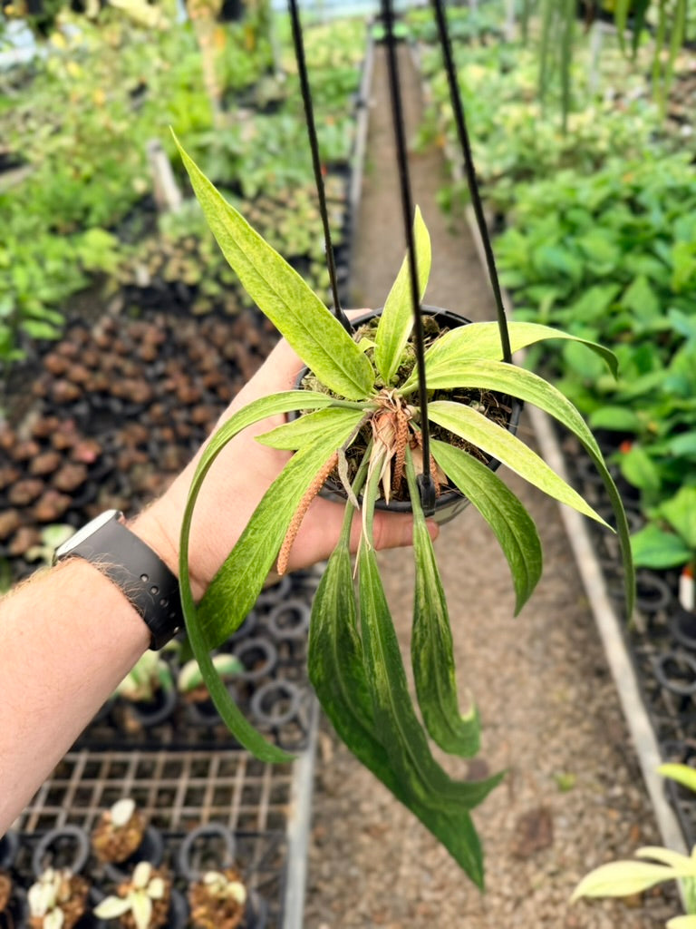 Handpicked #19 - Anthurium Vittariifolium Variegata