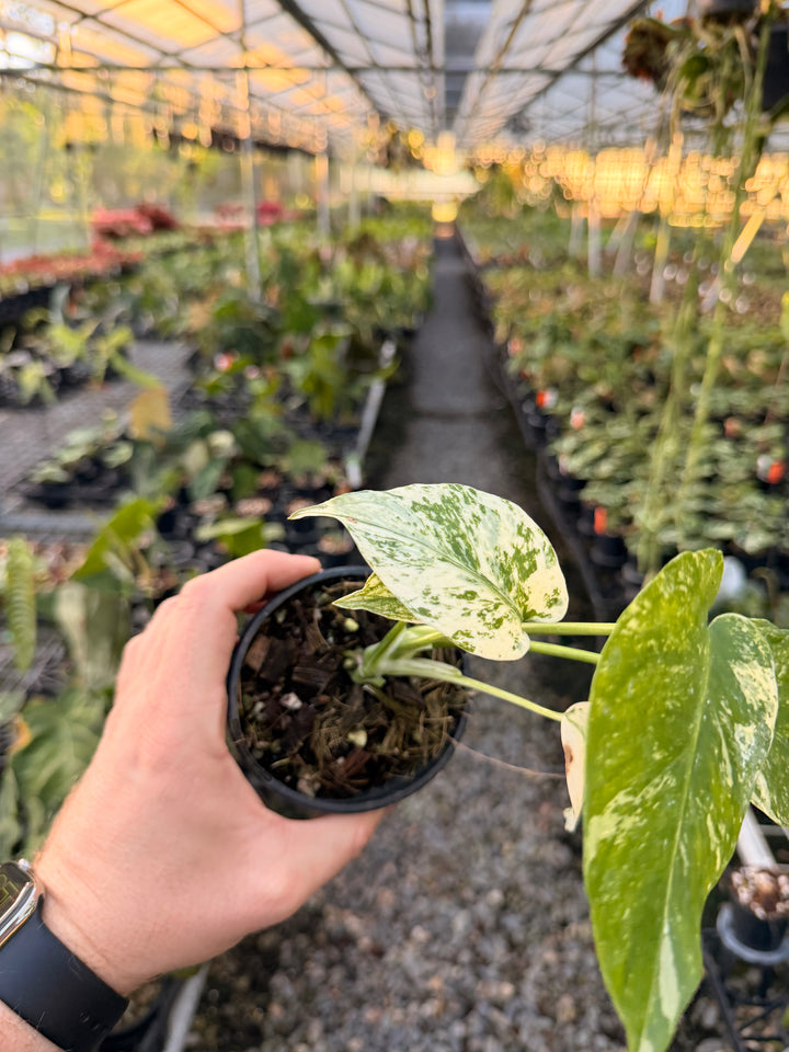 Handpicked #171 - Monstera Deliciosa Mint