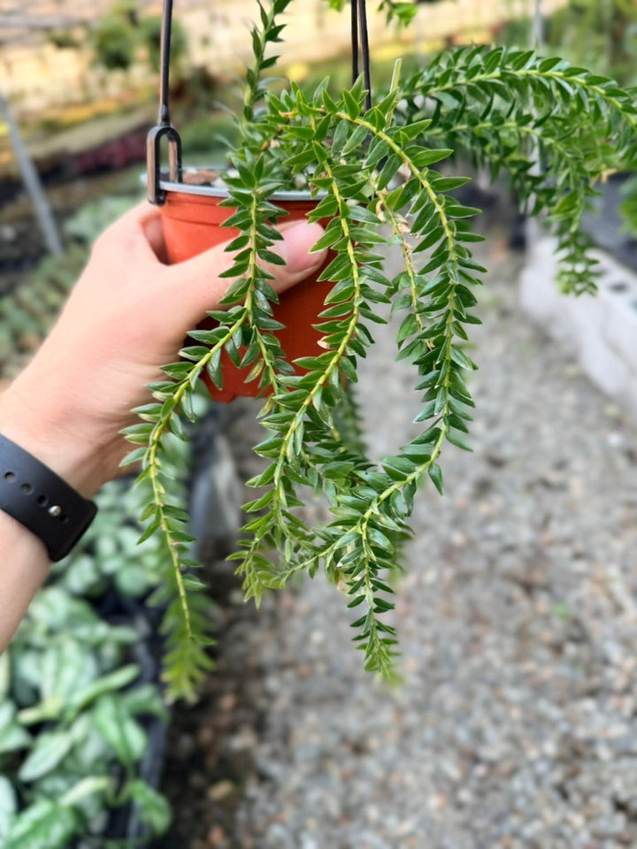 Handpicked #2 - Phlegmariurus Phlegmarioides X Phlegmariurus Ledermannii - Tassel Fern