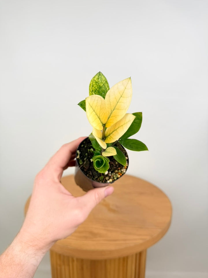 Zamioculcas Zamiifolia - Akebono