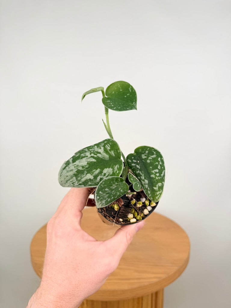 Scindapsus Pictus - Silvery Ann