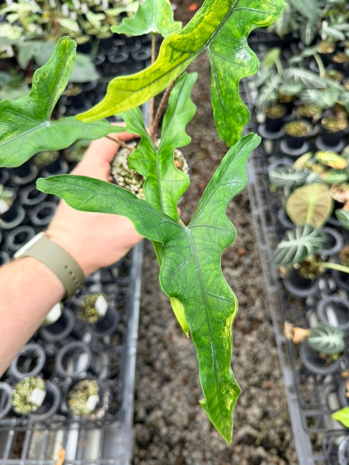 Handpicked #23 - Alocasia sp Sulewasi 'Sabrina Narrow' - Aurea Variegata