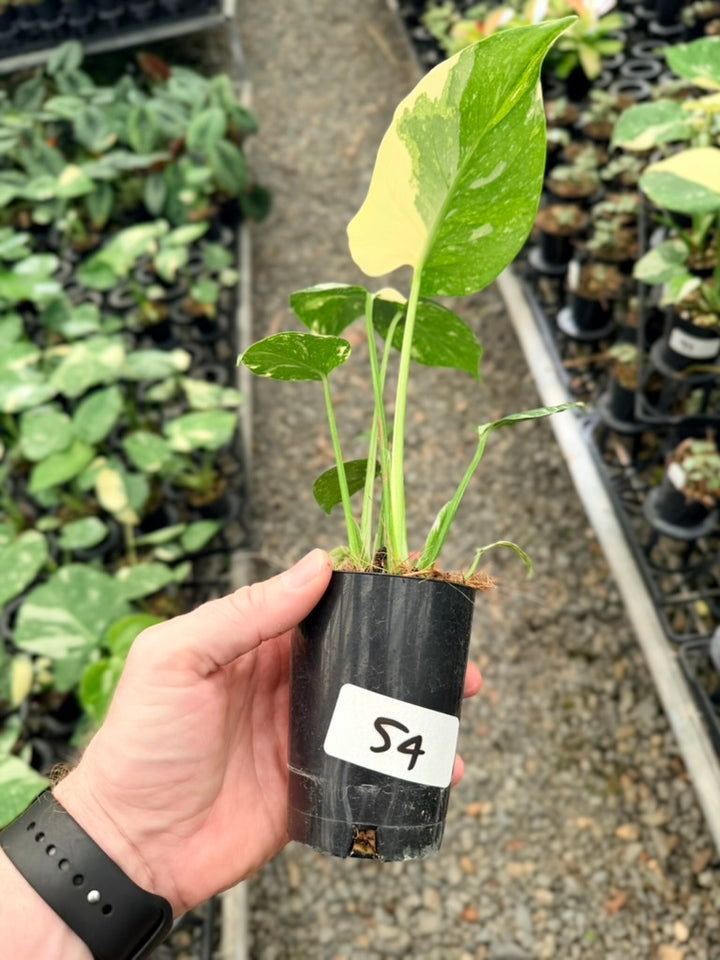 Handpicked #54 - Monstera Deliciosa - Thai Constellation - Double Growth Point