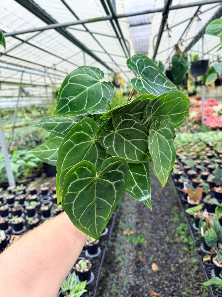 Handpicked #131 - Anthurium Crystallinum - Multi Headed