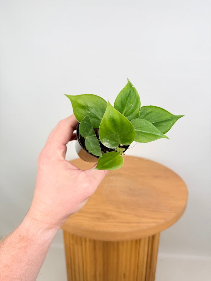 Philodendron Hederaceum Var. Oxycardium Heart Leaf - Green Form