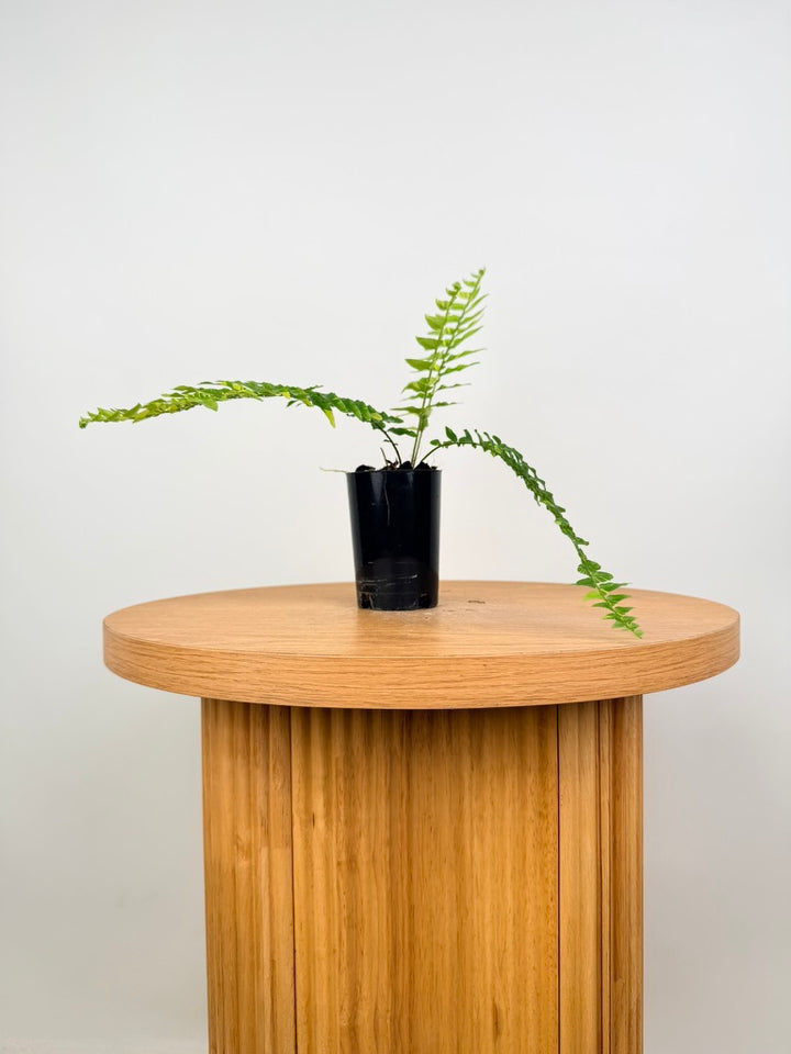 Nephrolepis Exaltata Variegata - Boston Tiger Fern
