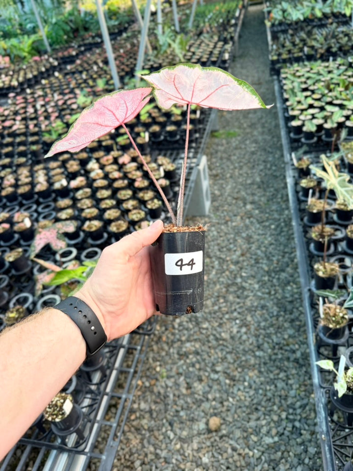 Handpicked #44 - Caladium Bicolor - Apple Blossom