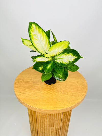Dieffenbachia Tropic Marianne