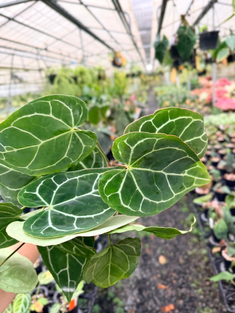 Handpicked #131 - Anthurium Crystallinum - Multi Headed