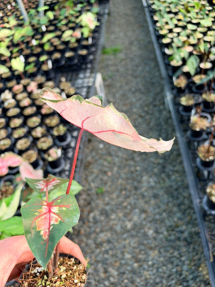 Handpicked #80 - Caladium Bicolor - Apple Blossom