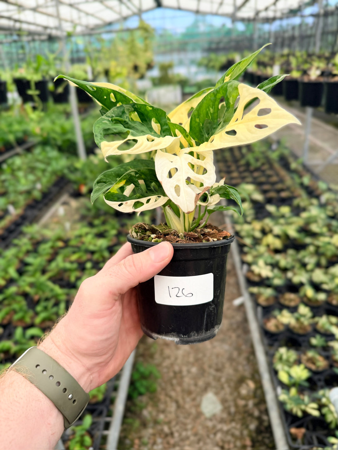 Handpicked #126 - Monstera Adansonii - Monkey Mask - Variegated Albo - Double Planted