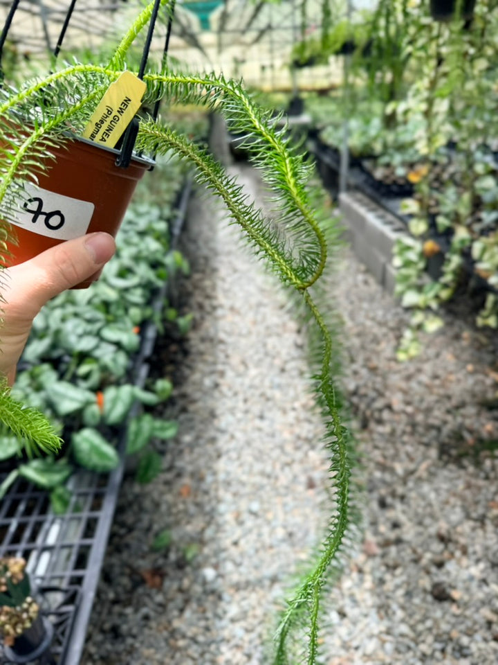 Handpicked #40 - Phlegmariurus Squarrosus [Huperzia Squarrosa] - New Guinea Large Rock Tassel Fern