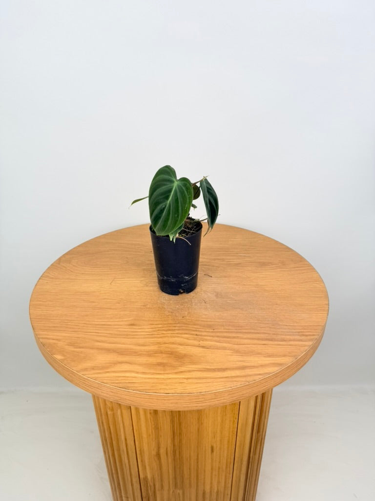 Philodendron Rubrijuvenile - El Choco Red