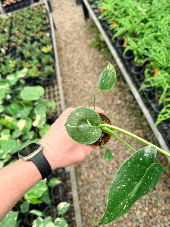 Handpicked #55 - Monstera Deliciosa - Thai Constellation
