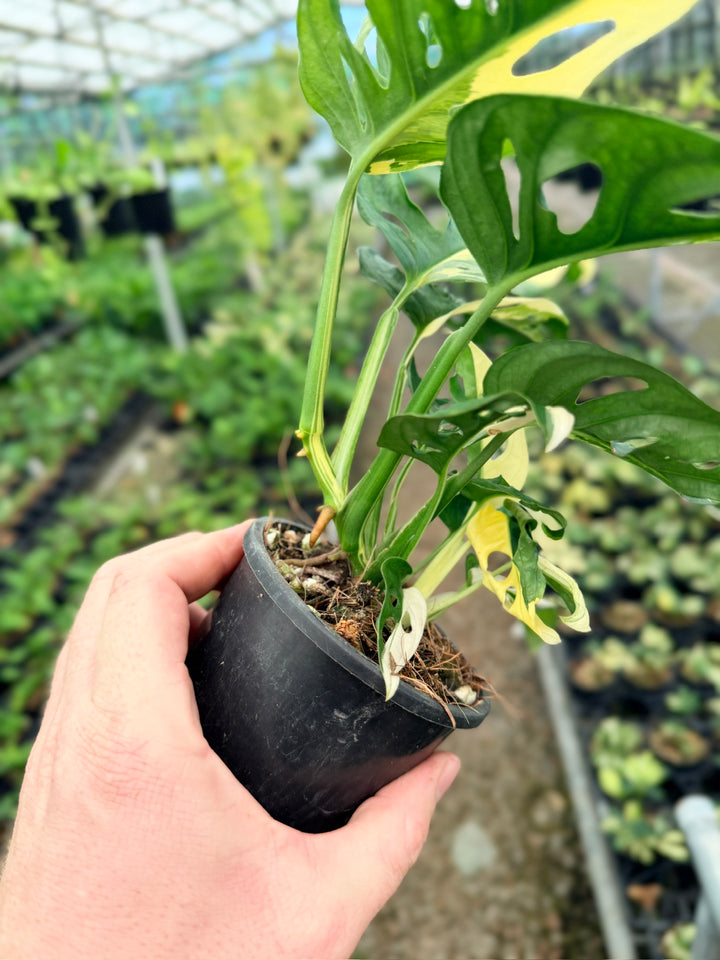 Handpicked #127 - Monstera Adansonii - Monkey Mask - Variegated Albo - Double Planted