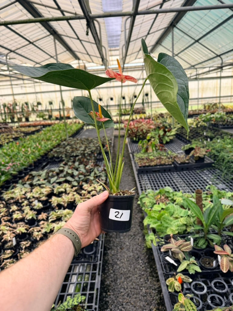 Handpicked #21 - Anthurium Andraeanum - Shibori