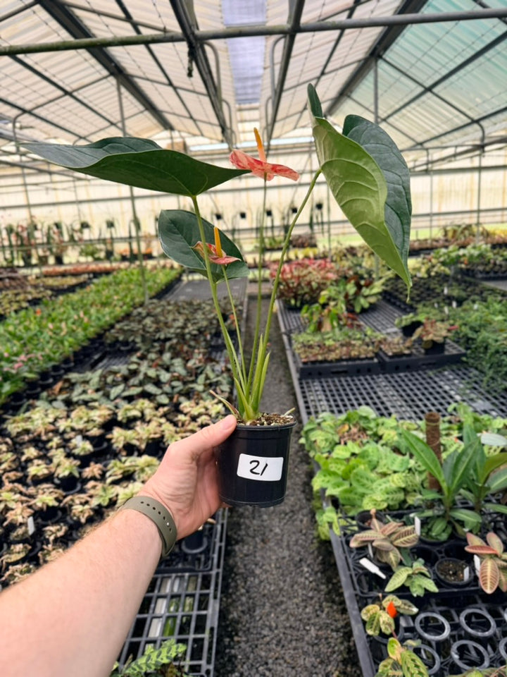 Handpicked #21 - Anthurium Andraeanum - Shibori