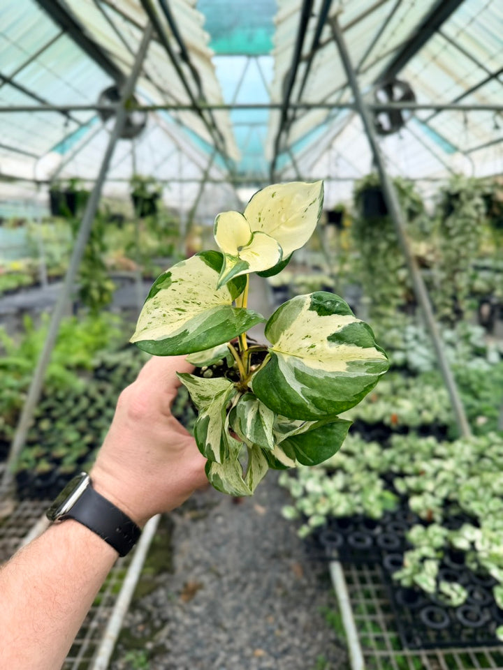 Epipremnum Aureum - Manjula