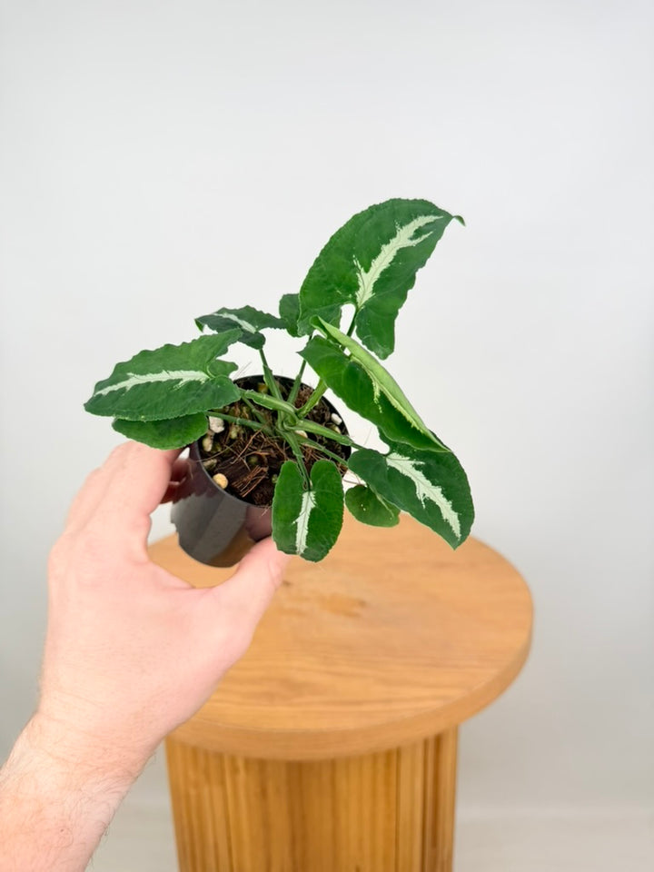 Syngonium Wendlandii