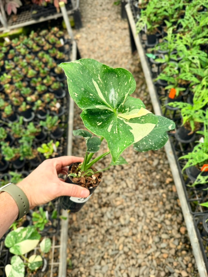 Handpicked #29 - Monstera Deliciosa Thai Constellation - Unique leaf mutation
