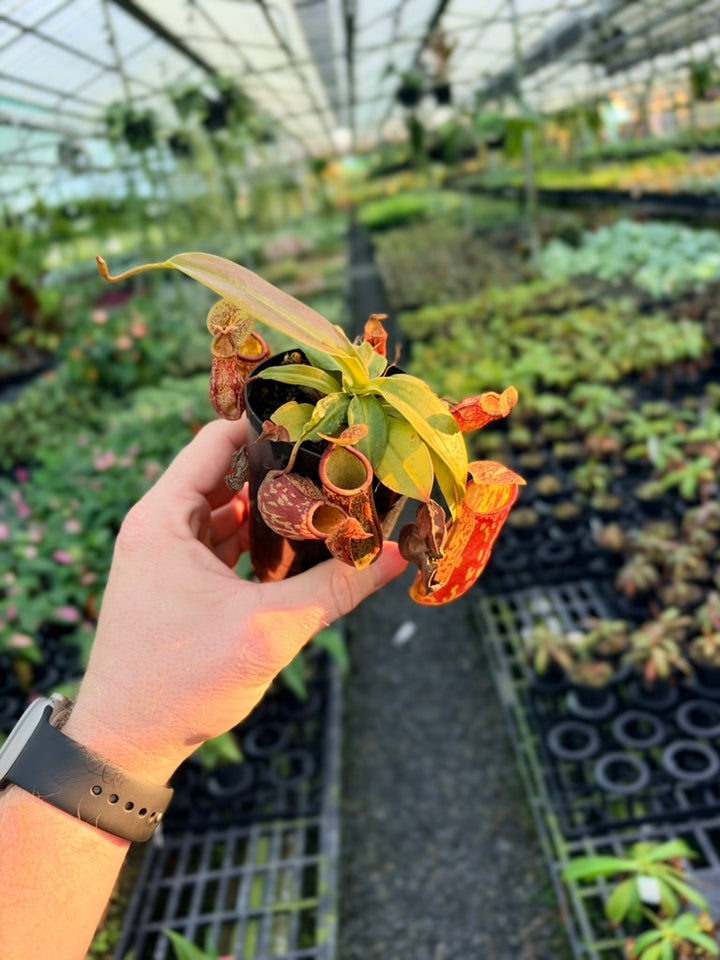 Nepenthes St Gaya