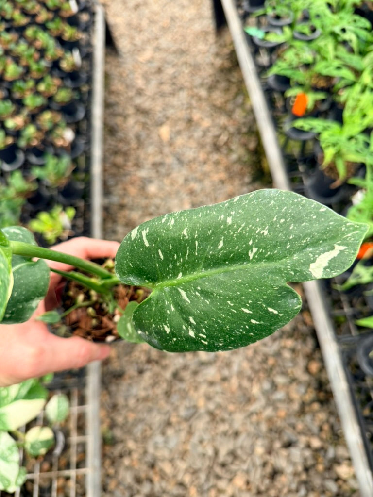 Handpicked #29 - Monstera Deliciosa Thai Constellation - Unique leaf mutation