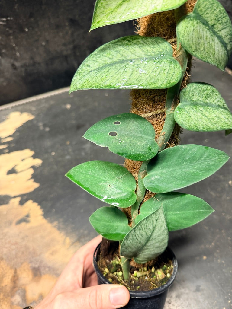 Handpicked #98 - Rhaphidophora Hongkongensis Mint Totem - 100mm Pot