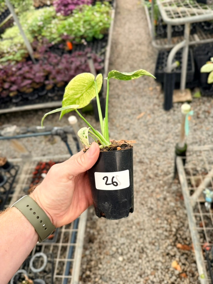 Handpicked #26 - Monstera Deliciosa Mint