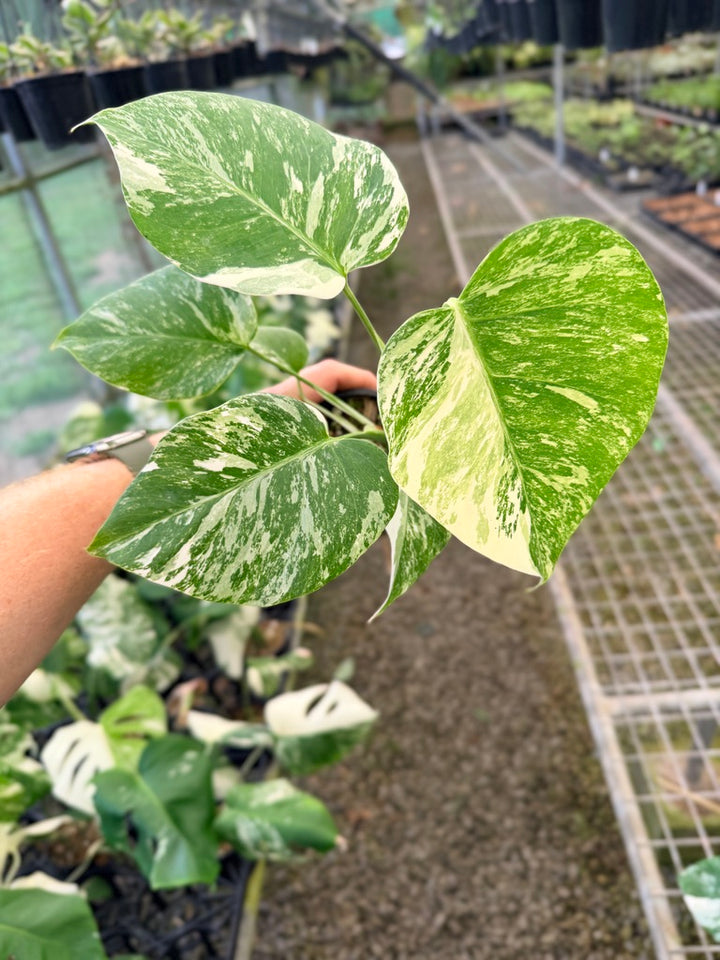 Handpicked #139 - Monstera Deliciosa Borsigiana Variegated Albo