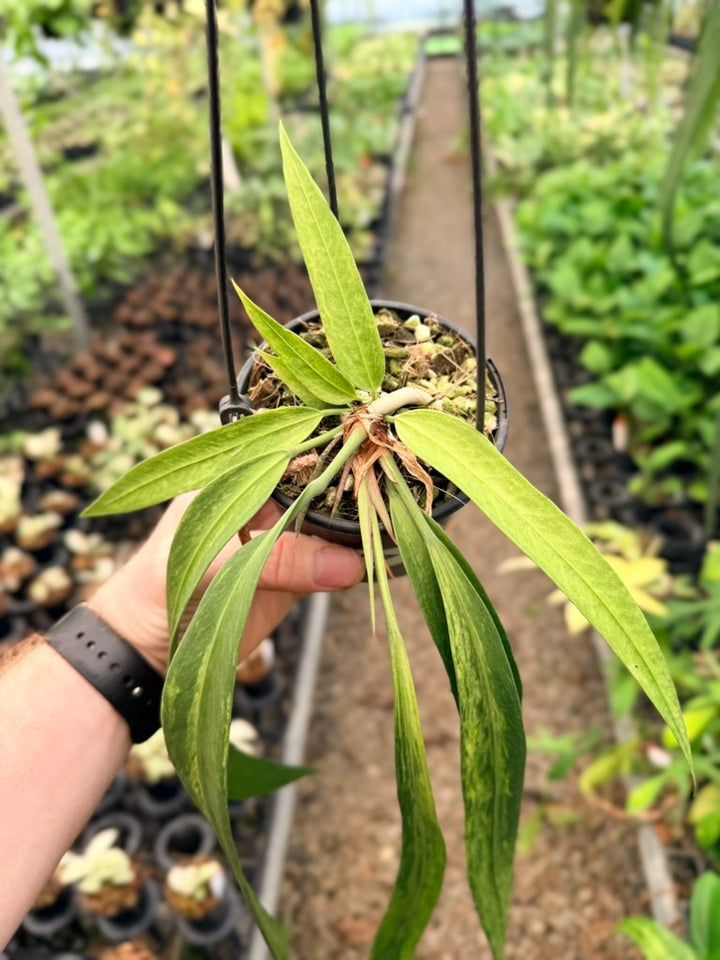 Handpicked #18 - Anthurium Vittariifolium Variegata